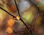 Nature Photography - Fall Leaves #5 Photograph by Amelia Pearn
