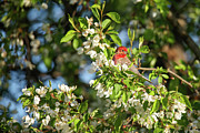 Purple Finch #5 Photograph by Brook Burling