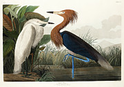 Purple Heron #5 Drawing by John James Audubon