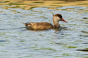 Red-crested Pochard Netta rufina Costa Ballena Rota Cadiz #5 Photograph by Sapiens Verbum
