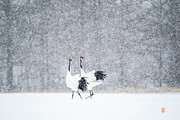 Tancho in snow #5 Photograph by Yoshiki Nakamura