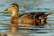 Mallard Anas platyrhynchos Costa Ballena Cadiz #50 Photograph by Sapiens Verbum Mallard Anas platyrhynchos Costa Ballena Cadiz #50 Photograph by Sapiens Verbum