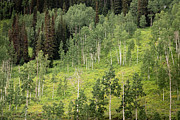 50 Shades of Green Photograph by Ana V Ramirez 50 Shades of Green Photograph by Ana V Ramirez