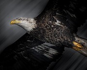 Bald Eagle #51 Photograph by Alan Moore Bald Eagle #51 Photograph by Alan Moore