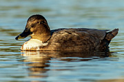 Mallard Anas platyrhynchos Costa Ballena Cadiz #51 Photograph by Sapiens Verbum Mallard Anas platyrhynchos Costa Ballena Cadiz #51 Photograph by Sapiens Verbum