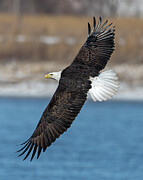 Bald Eagle #52 Photograph by Alan Moore Bald Eagle #52 Photograph by Alan Moore