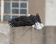 Bald Eagle #54 Photograph by Alan Moore Bald Eagle #54 Photograph by Alan Moore