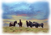 Wild Horses #55 Photograph by Laura Terriere Wild Horses #55 Photograph by Laura Terriere