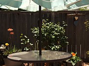 Backyard Still Life #6 Photograph by Richard Thomas Backyard Still Life #6 Photograph by Richard Thomas