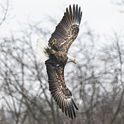 Bald Eagle #6 Photograph by Alan Moore Bald Eagle #6 Photograph by Alan Moore