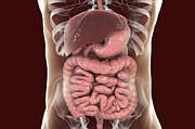 Illustration of the human digestive system #6 Drawing by Kateryna Kon/science Photo Library