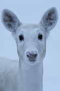 White Doe  #6 Photograph by Brook Burling