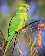 Yellow-eared Parrot #6 Photograph by Adam Rainoff