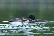 Loons #7 Photograph by Brook Burling