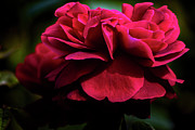 Nature Art #7 Photograph by Robert Grac Nature Art #7 Photograph by Robert Grac