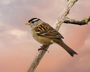 White-crowned Sparrow #7 Photograph by Joe Fisher