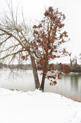 Dry Winter Leaves Holding On Photograph by Dale Powell