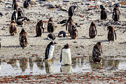 Newmans Station, Falkland Islands, UK #78 Photograph by Paul James Bannerman