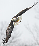 Bald Eagle #8 Photograph by Alan Moore Bald Eagle #8 Photograph by Alan Moore