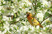 Baltimore Oriole #8 Photograph by Brook Burling