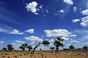 Colors of Gobi desert #8 Photograph by Elbegzaya Lkhagvasuren Colors of Gobi desert #8 Photograph by Elbegzaya Lkhagvasuren