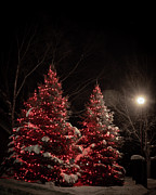 Festive Christmas Trees_8405 Photograph by Linda Triplett