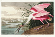 Roseate Spoonbill #9 Drawing by John James Audubon