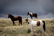 Wild Horses #9 Photograph by Julie Argyle