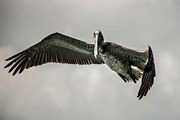 Wildlife in Mexico #9 Photograph by Robert Grac