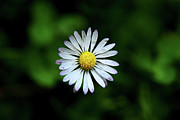 Beautiful Bellis Perennis in grass Photograph by Vaclav Sonnek