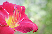 A Beautiful Summer Memory Photograph by Anita Pollak