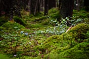 Moss under the Spruce Photograph by Evan Foster