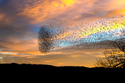A Blackbird Swarm. Photograph by Paul Martin
