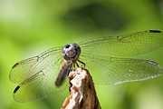 A Blue Dasher smiling for the camera Photograph by Jeff Folger