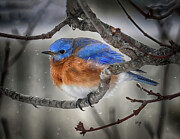 A Bluebird In The Blizzard Photograph by Lois Bryan