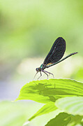 A bug with shadow Photograph by Tatiana Travelways A bug with shadow Photograph by Tatiana Travelways