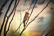 A Cedar Waxwing Sunset Photograph by Thomas Nay A Cedar Waxwing Sunset Photograph by Thomas Nay
