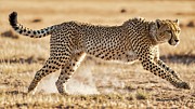 A Cheetah's Dance with Destiny Digital Art by Samuel HUYNH