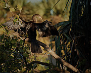 A Cormorant Dries its Wings Photograph by John Simmons A Cormorant Dries its Wings Photograph by John Simmons