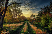 Country road in a field  Photograph by Dejan Travica