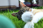 Cat head looking from behind her paws and look right to camera. Photograph by Vaclav Sonnek