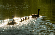 A Family of Geese Swim Together Photograph by Victoria Plut