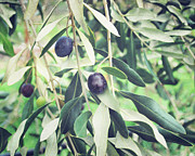 A Few Olives Photograph by Lupen Grainne