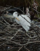 A Great Egret and Ibis Groom Themsleves Photograph by John Simmons A Great Egret and Ibis Groom Themsleves Photograph by John Simmons