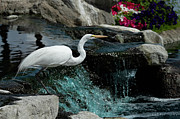 A Great Egret Greeter at Marriott Hotel, Palm Desert, California Photograph by Bonnie Colgan A Great Egret Greeter at Marriott Hotel, Palm Desert, California Photograph by Bonnie Colgan