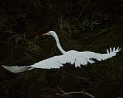 A Great Egret Flies from its Roost Photograph by John Simmons A Great Egret Flies from its Roost Photograph by John Simmons