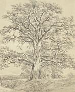 A Great Oak Tree c. 1801 Painting by John Constable