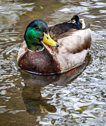 A Happy Mallard Duck Smiling For the Camera Photograph by Victoria Plut