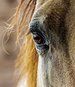 A Kind Eye Photograph by Brian Shoemaker