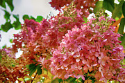 A Last Burst of Summer Photograph by Mike Smale